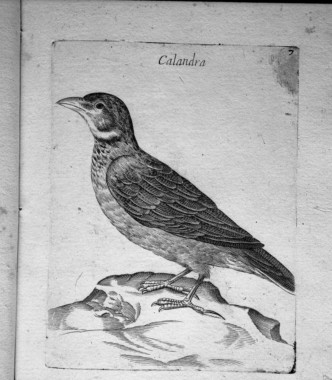7. Calandra (stampa) di Curti Francesco (attribuito) (sec. XVII)
