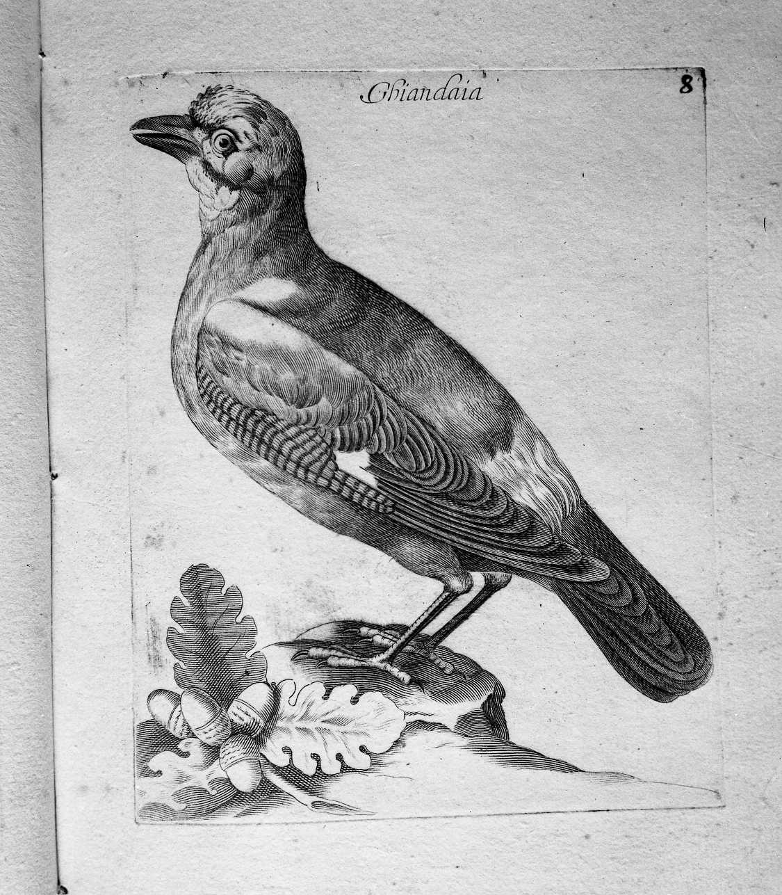 8. Ghiandaia (stampa) di Curti Francesco (attribuito) (sec. XVII)