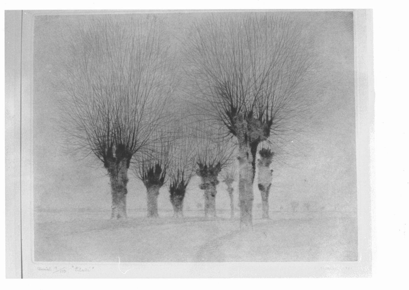 Alberi spogli (stampa) di Norrman Gunnar (sec. XX)