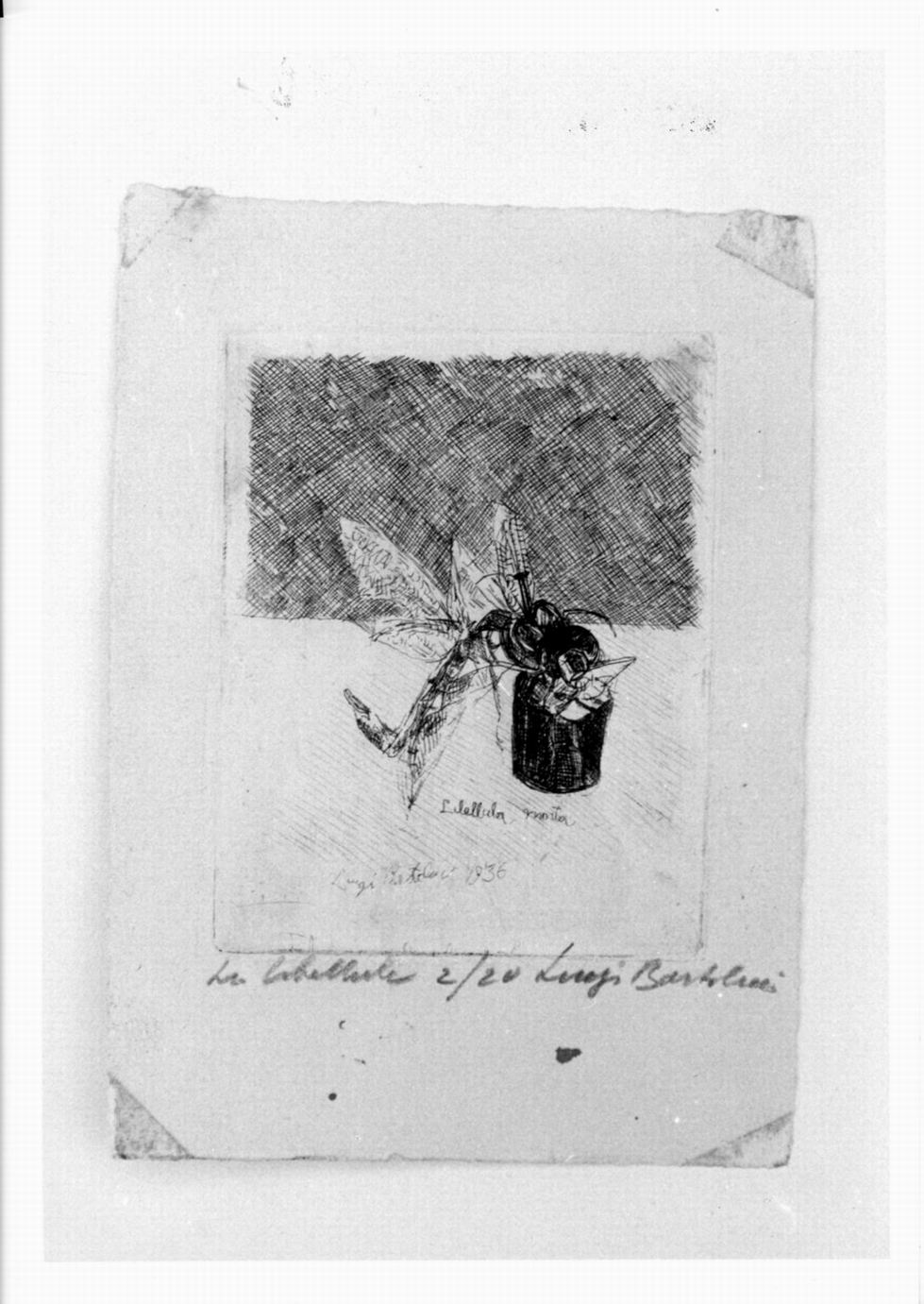 libellula (stampa) di Bartolini Luigi (sec. XX)