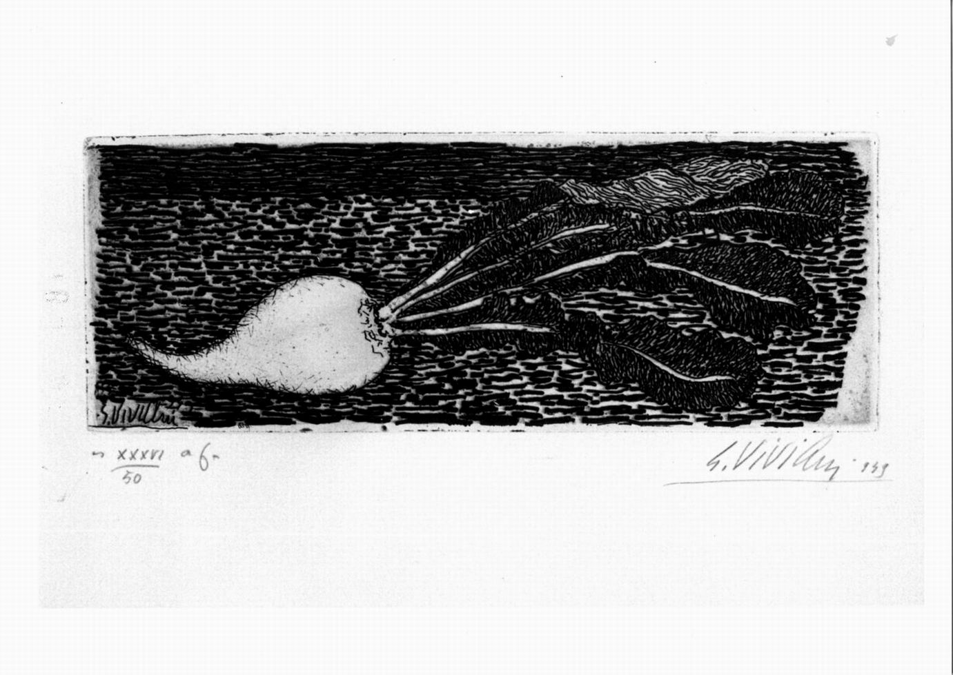 la rapa, rapa (stampa) di Viviani Giuseppe (sec. XX)