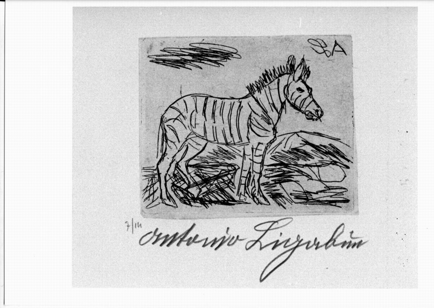 zebra (stampa) di Laccabue Antonio detto Ligabue (sec. XX)