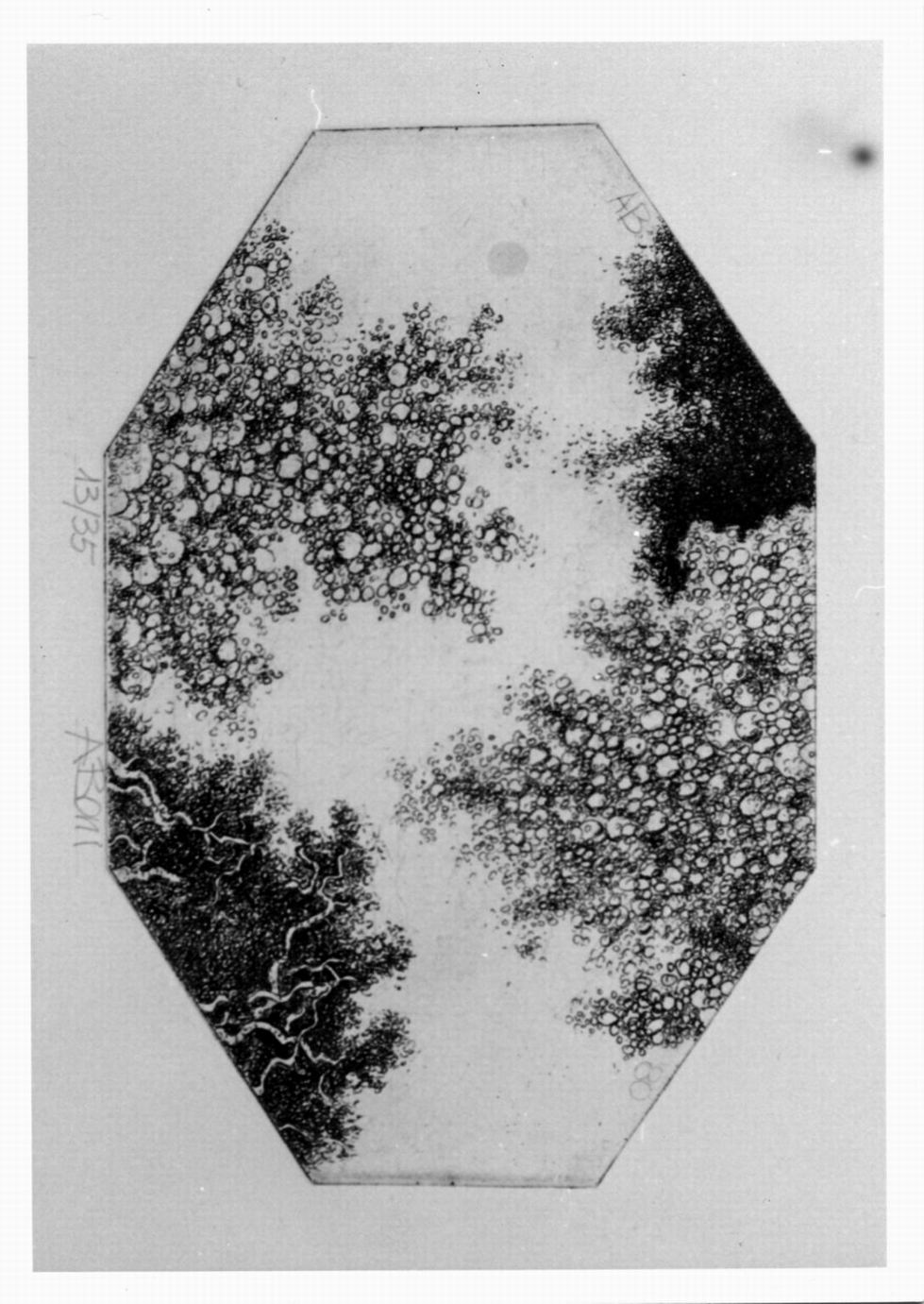 vegetazione (stampa) di Boni Adriano (sec. XX)