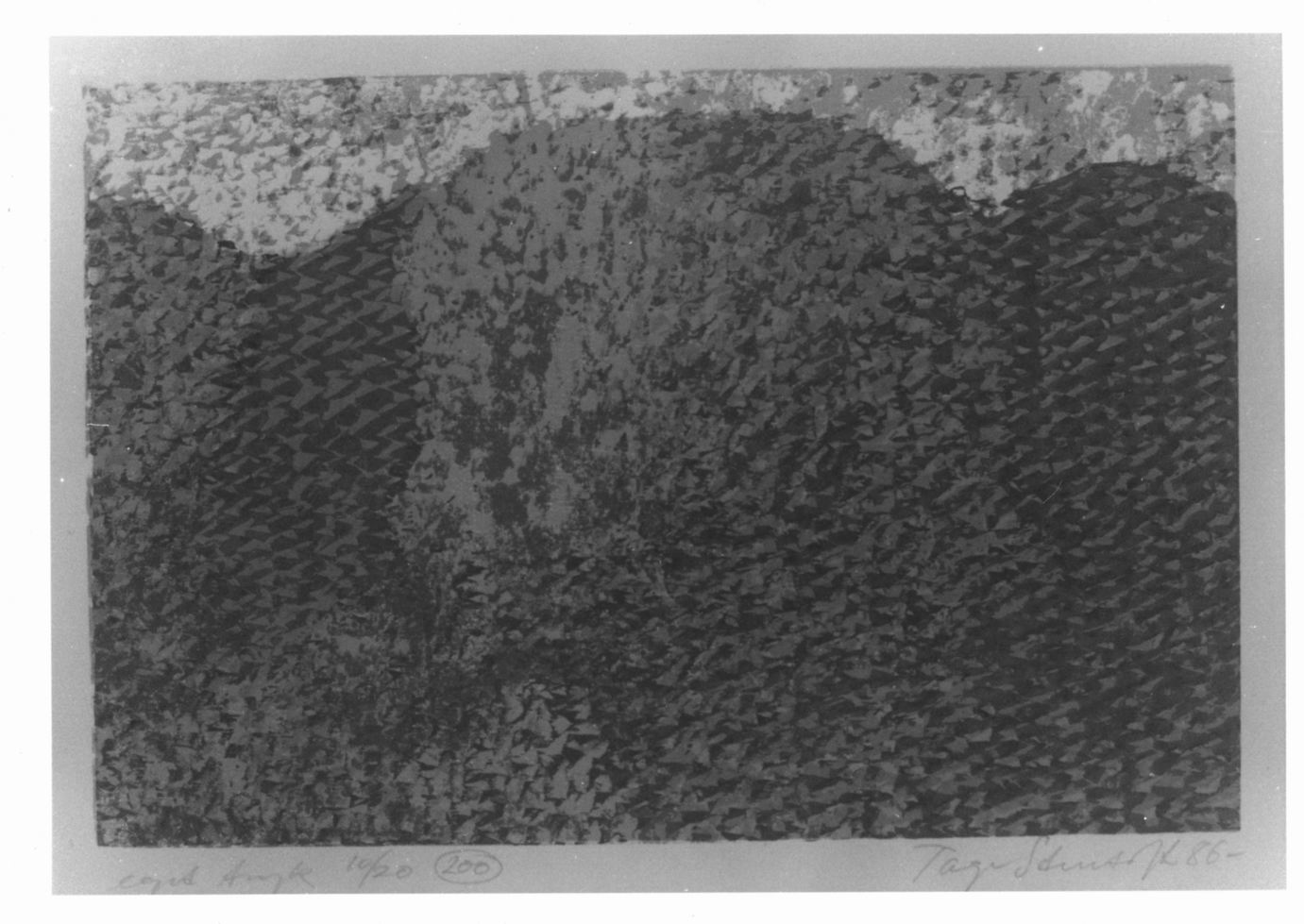 alberi (stampa) di Stenoft Tage (sec. XX)