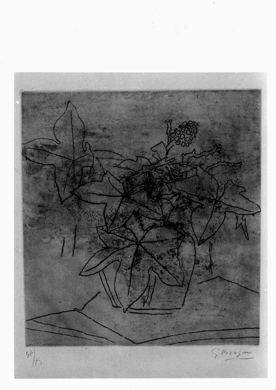 le lierre, vaso con edera (stampa a colori) di Braque Georges (sec. XX)