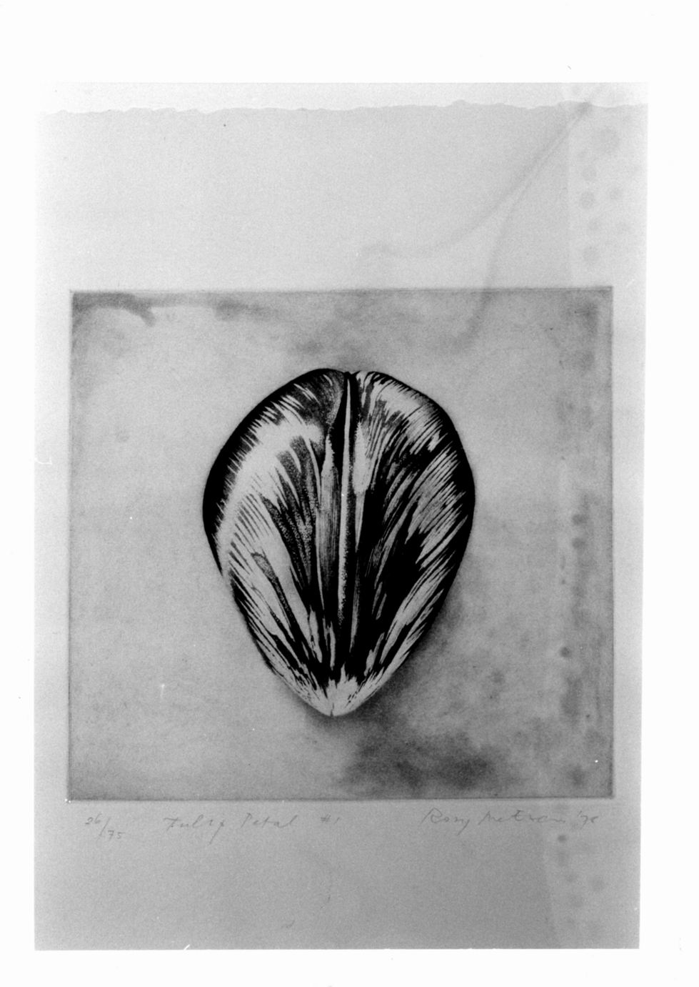 Petalo di tulipano (stampa a colori) di Mc Ewen Rory (sec. XX)