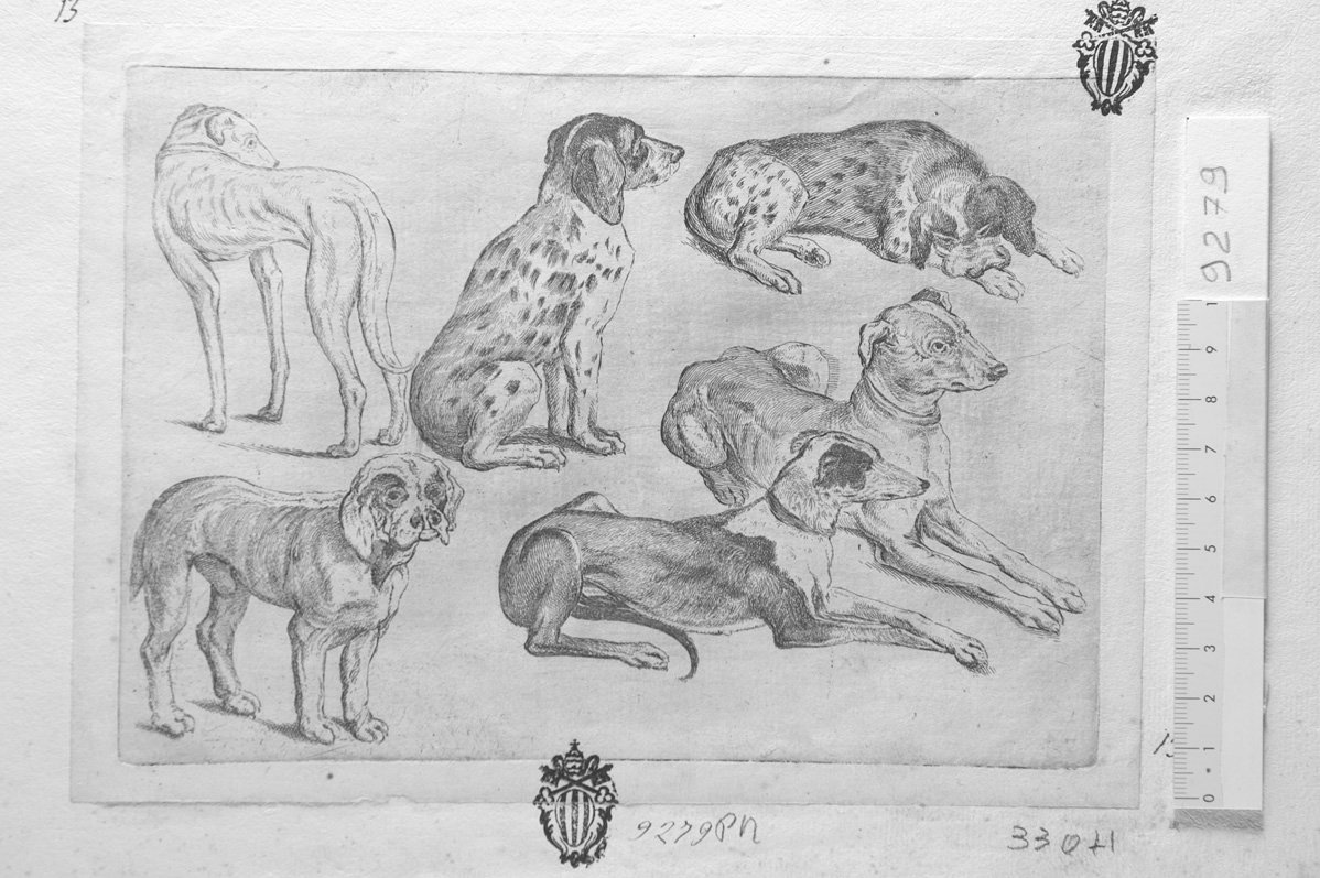 Soggetti di caccia dedicati a Theodoro ?: due cani da caccia (stampa) di Hollar Wenzel (sec. XVII)