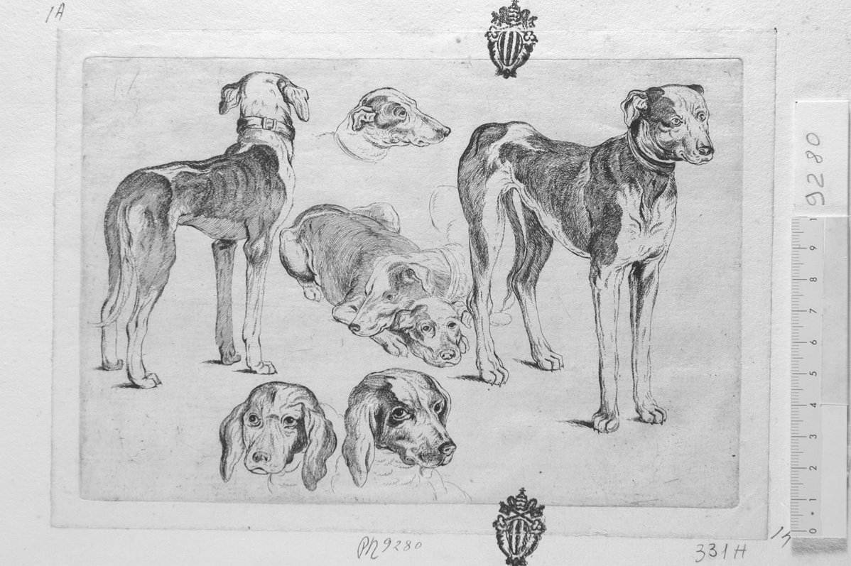 Soggetti di caccia dedicati a Theodoro ?: due cani quattro teste di cani (stampa) di Hollar Wenzel (sec. XVII)