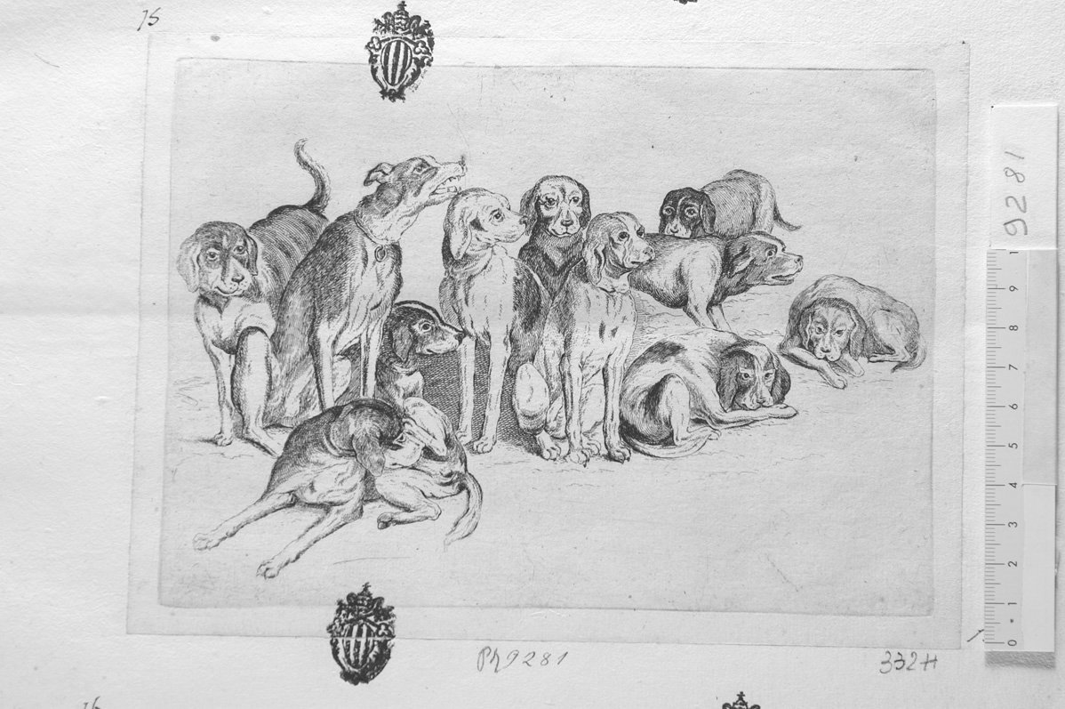 Soggetti di caccia dedicati a Theodoro ?: undici cani da caccia (stampa) di Hollar Wenzel (sec. XVII)