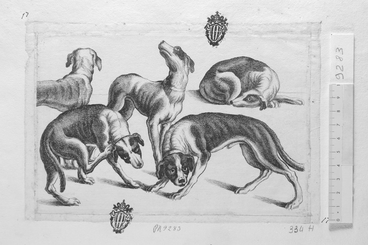 Soggetti di caccia dedicati a Theodoro Pavn: cinque cani da caccia (stampa) di Hollar Wenzel (sec. XVII)