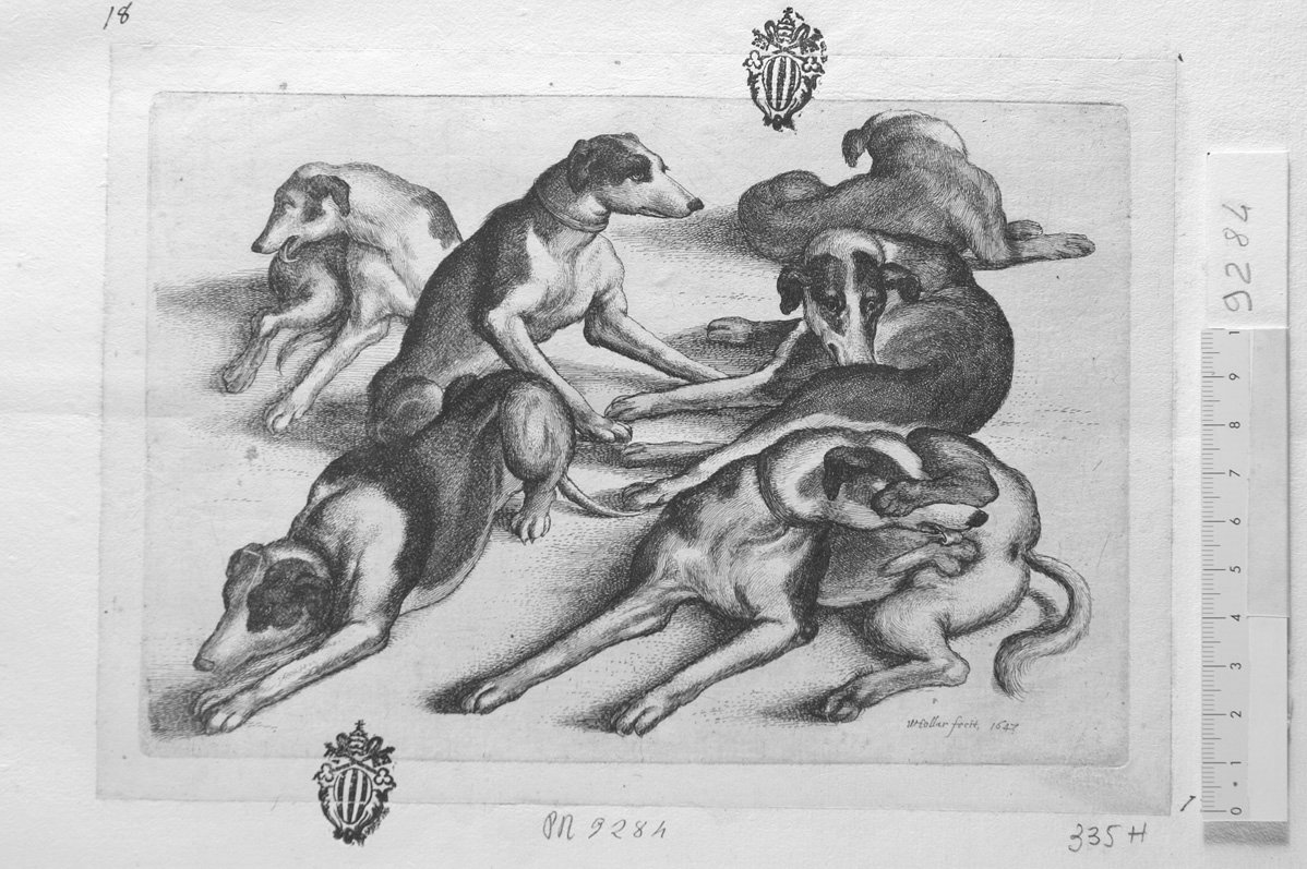 Soggetti di caccia dedicati a Theodoro Pavn: sei cani da caccia (stampa) di Hollar Wenzel (sec. XVII)