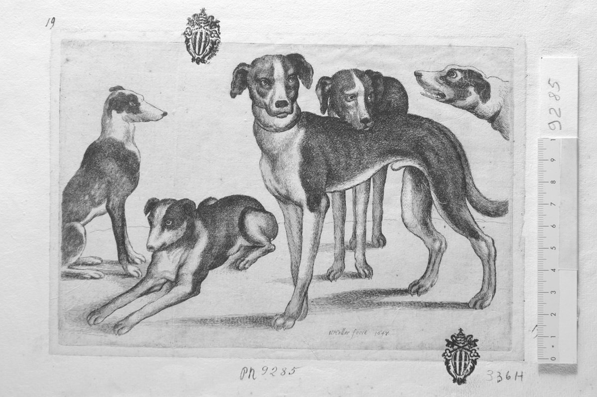 Soggetti di caccia dedicati a Theodoro Pavn: quattro cani e una testa di cane (stampa) di Hollar Wenzel (sec. XVII)