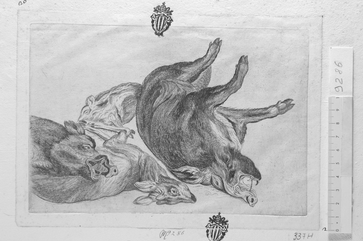 Soggetti di caccia dedicati a Theodoro Pavn: tre cinghiali e un daino (stampa) di Hollar Wenzel (sec. XVII)