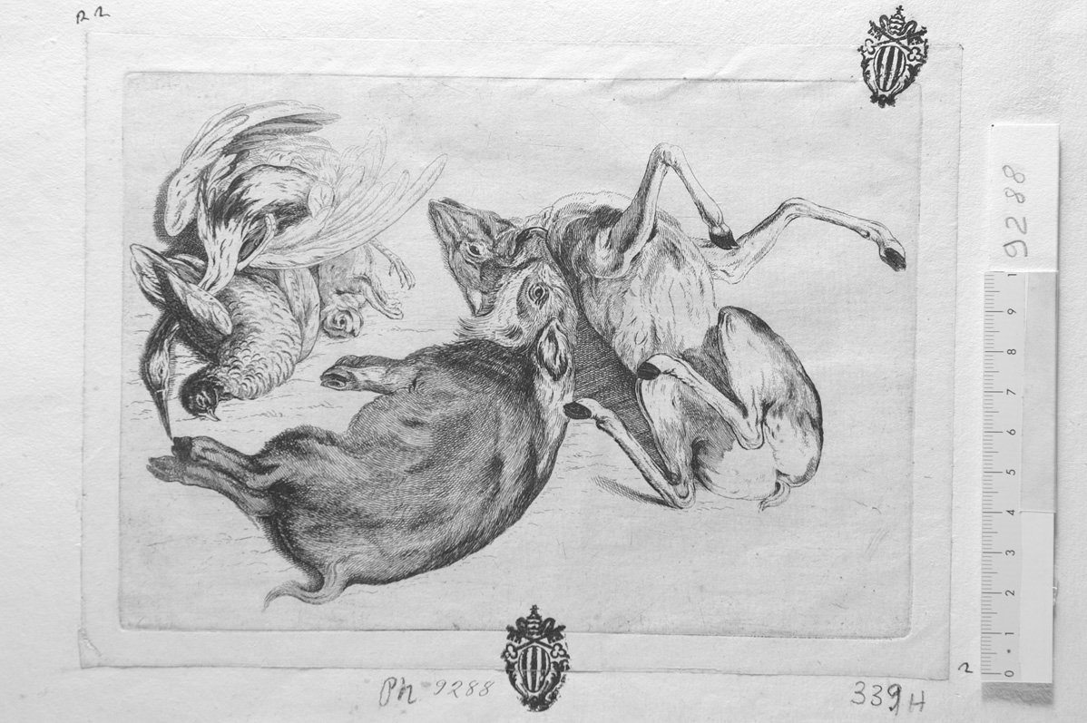 Soggetti di caccia dedicati a Theodoro Pavn: un daino, un cinghiale, una lepre, uccelli (stampa) di Hollar Wenzel (sec. XVII)