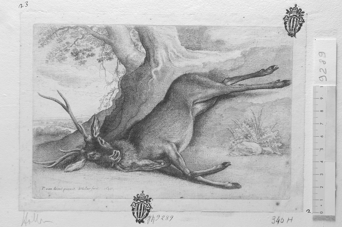 Soggetti di caccia dedicati a Theodoro Pavn: cervo morto presso un albero (stampa) di Hollar Wenzel (sec. XVII)