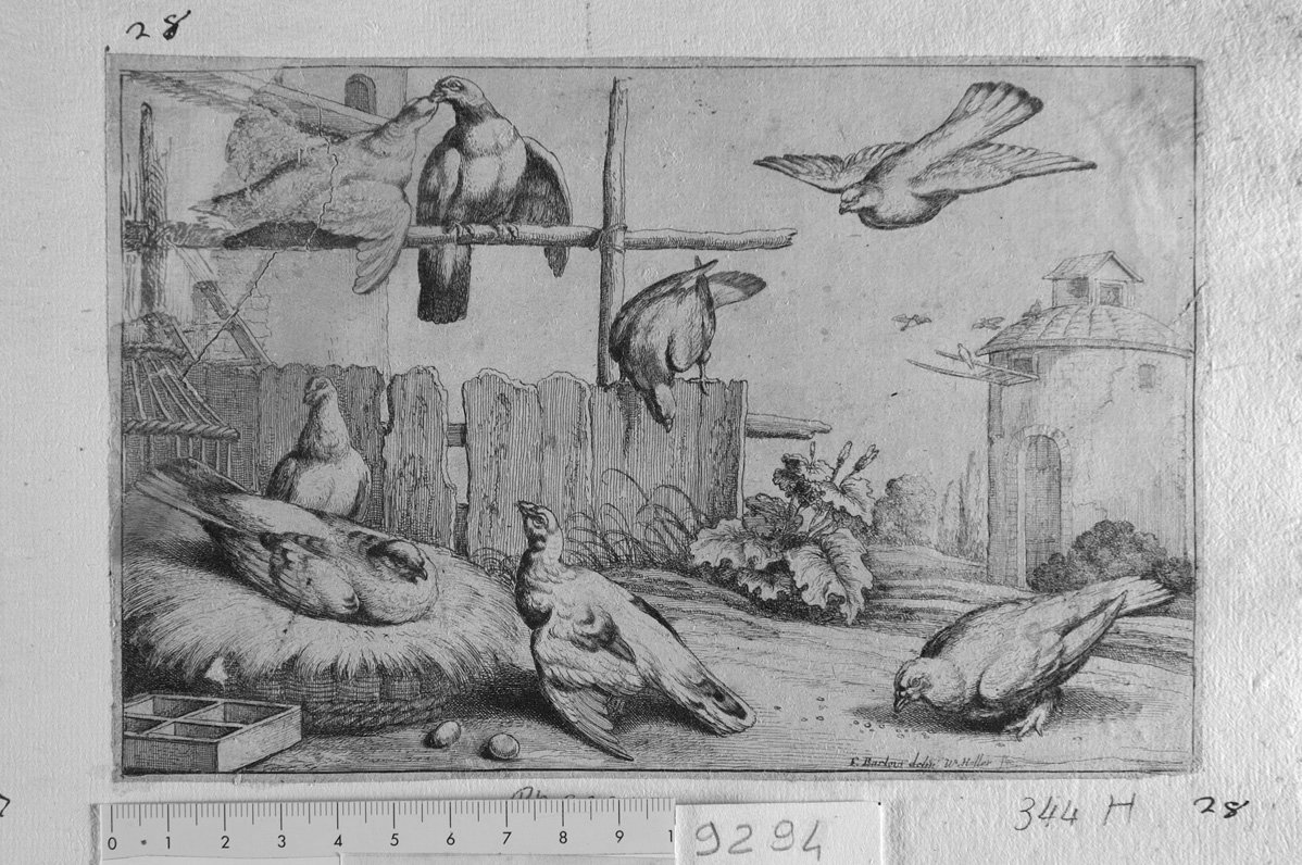 Diversae avium species: colombi (stampa) di Barlow Francis, Hollar Wenzel (sec. XVII)