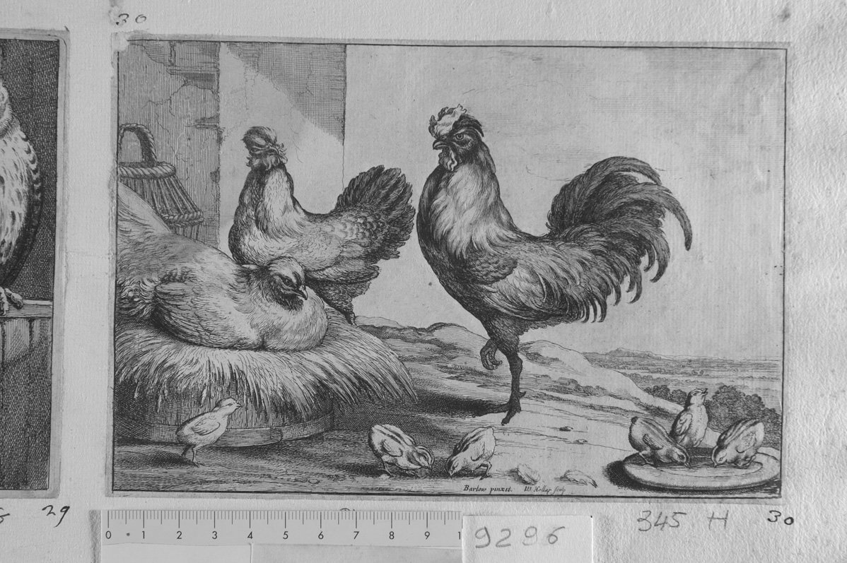 Diversae avium species: tre galline e pulcini (stampa) di Hollar Wenzel, Barlow Francis (sec. XVII)