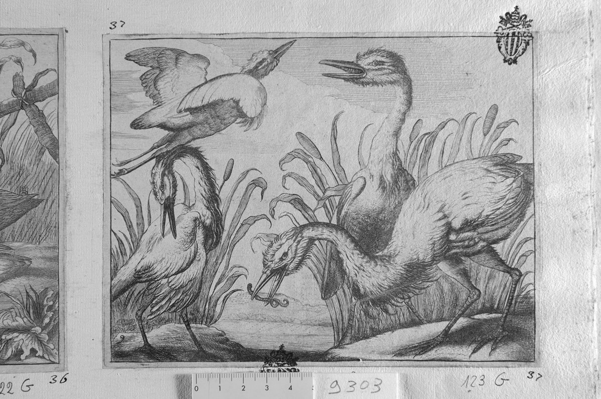 Diversae avium species: quattro volatili, uno con serpe in bocca (stampa) di Barlow Francis, Gaywood Robert (sec. XVII)