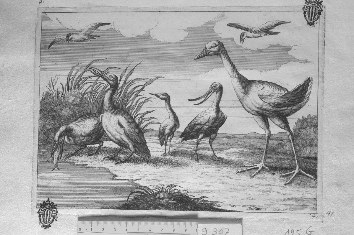 Diversae avium species: sette uccelli di palude (stampa) di Barlow Francis, Gaywood Robert (sec. XVII)