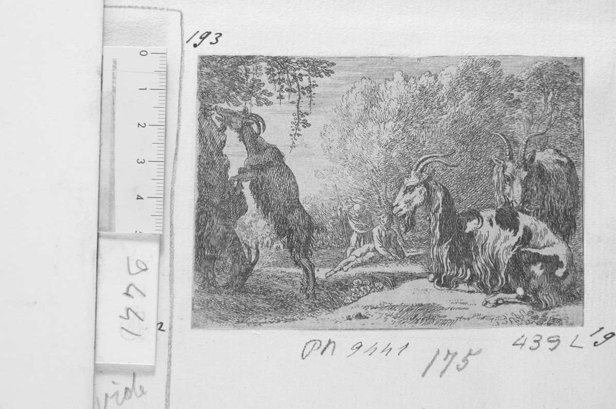 Tre capre (stampa) di Van Laer Pieter Jacobsz detto Bamboccio (sec. XVII)