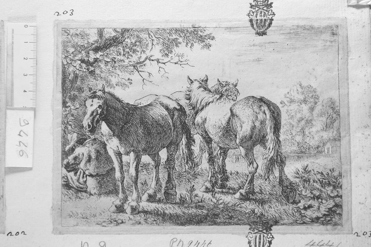 Animali vari: i cavalli (stampa) di Van Laer Pieter Jacobsz detto Bamboccio (sec. XVII)