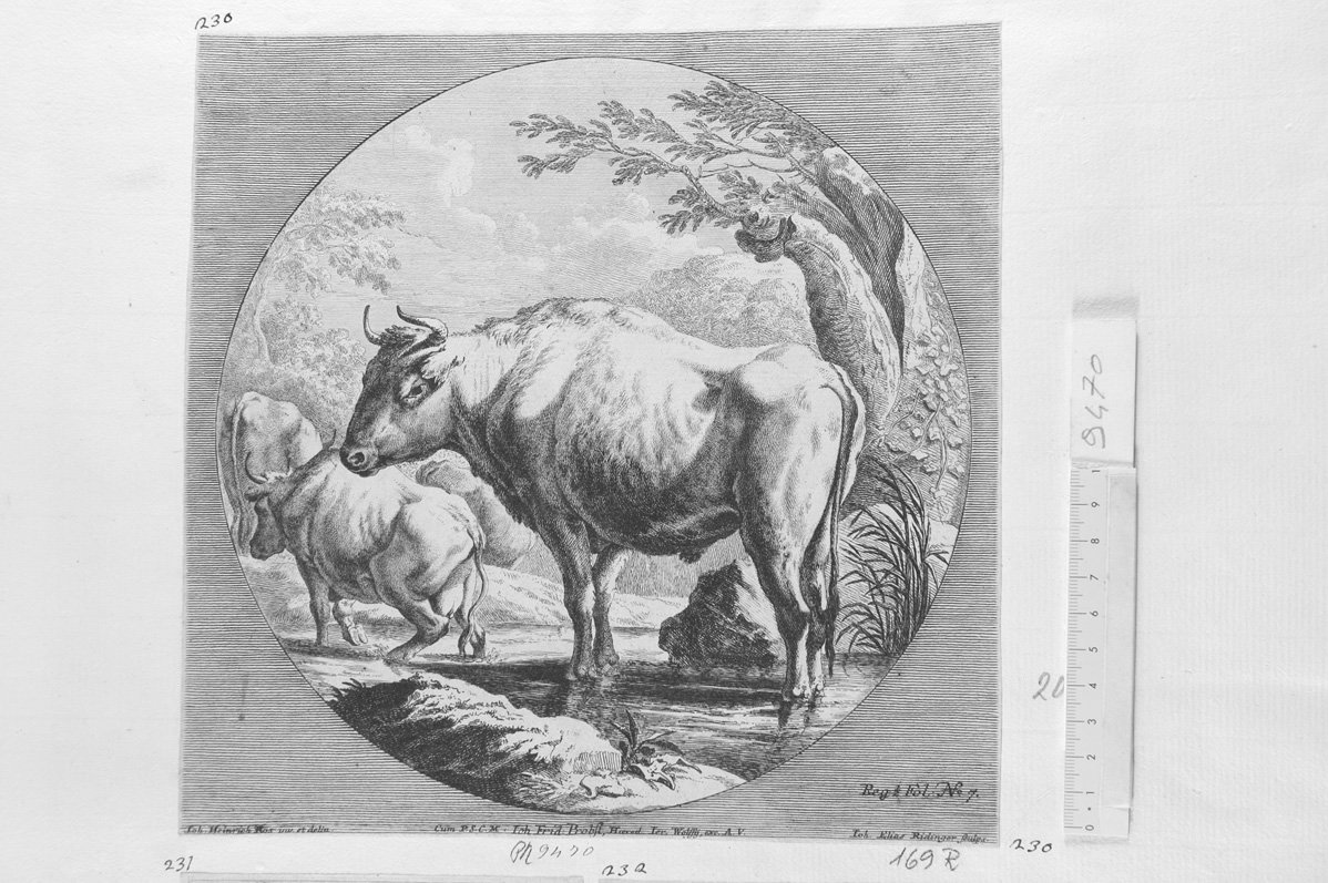 Bovi al guado (stampa) di Ridinger Johann Elias (sec. XVII)
