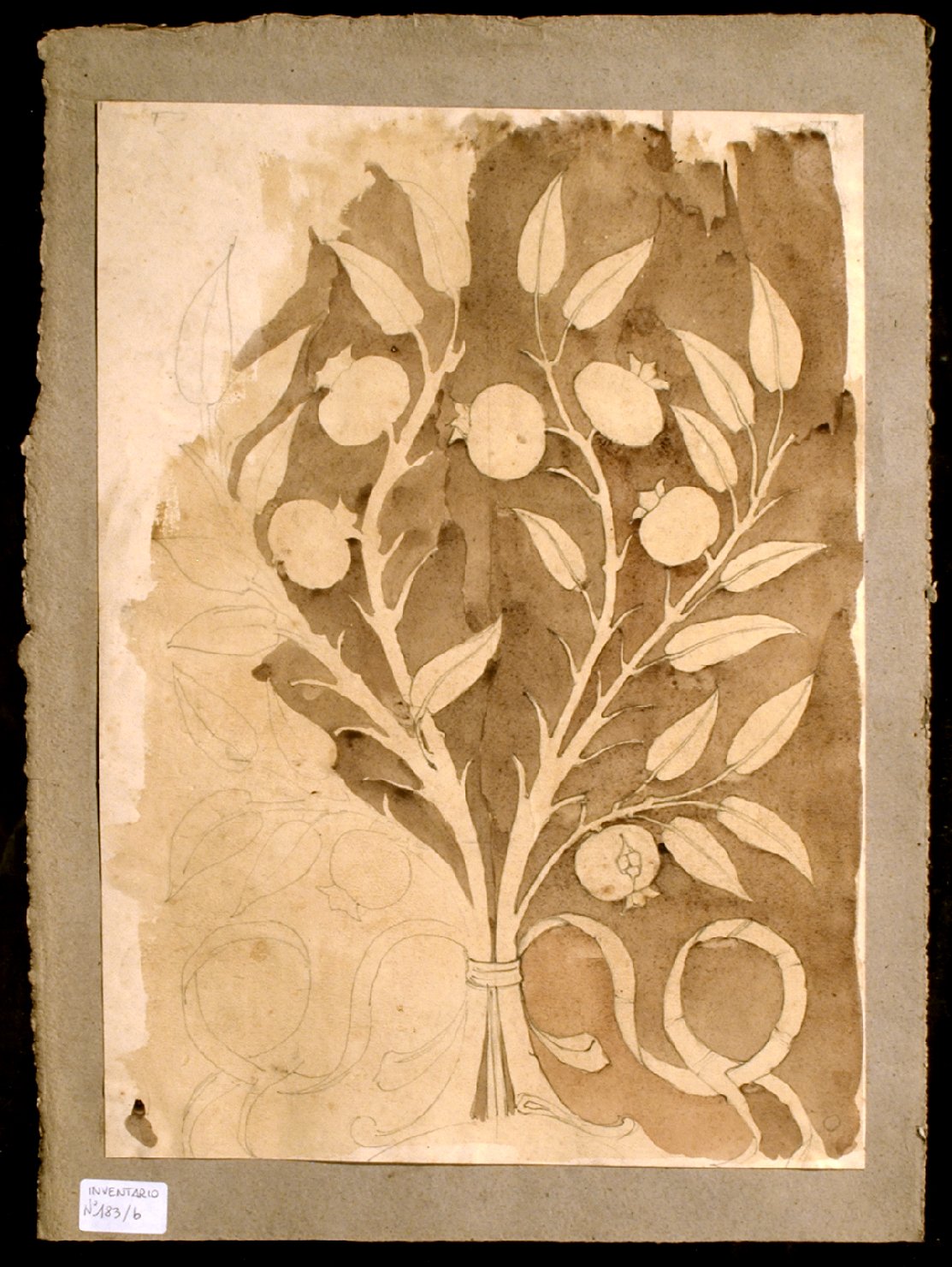 motivi decorativi vegetali (disegno) di Cossarini (primo quarto sec. XX)