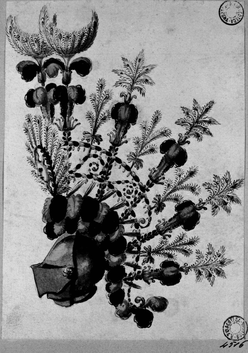 elmo piumato (disegno) - ambito emiliano (seconda metà sec. XVIII)