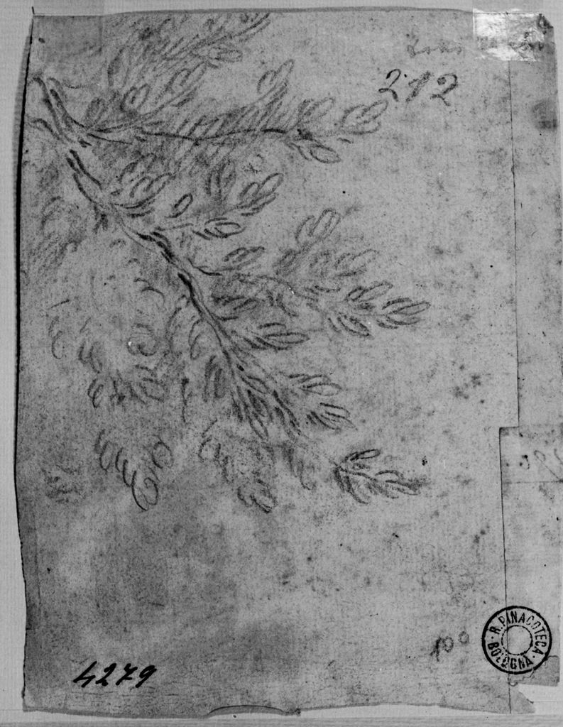 ramoscello con foglie (disegno) di Cantarini Simone detto Pesarese (sec. XVII)