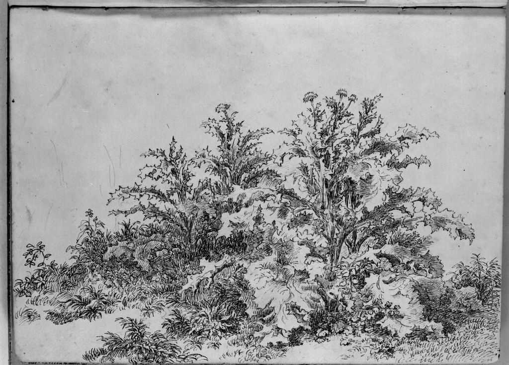 pianta di cardo (disegno, elemento d'insieme) di Campedelli Ottavio (metà sec. XIX)