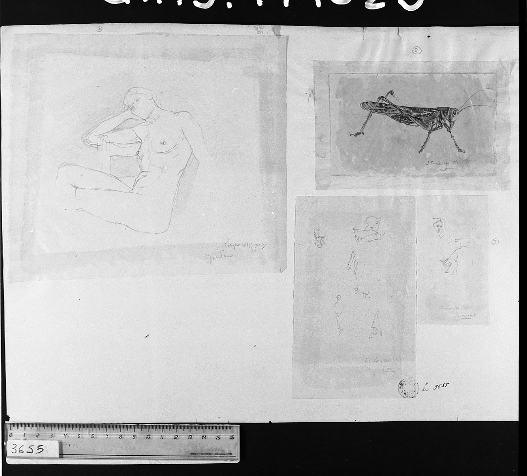 studio di cavalletta (disegno, elemento d'insieme) di Serra Lugi (sec. XIX)