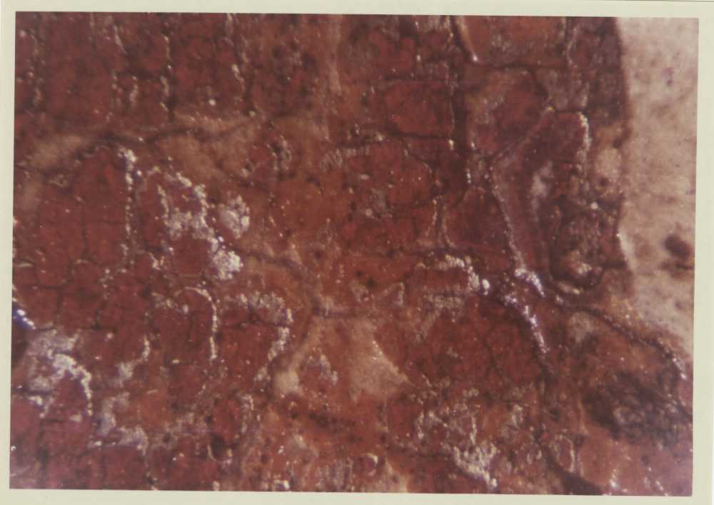 Dipinti - Crocifisso (positivo) di Giovanni da Rimini, Studio Fotofast (ditta) (XX)