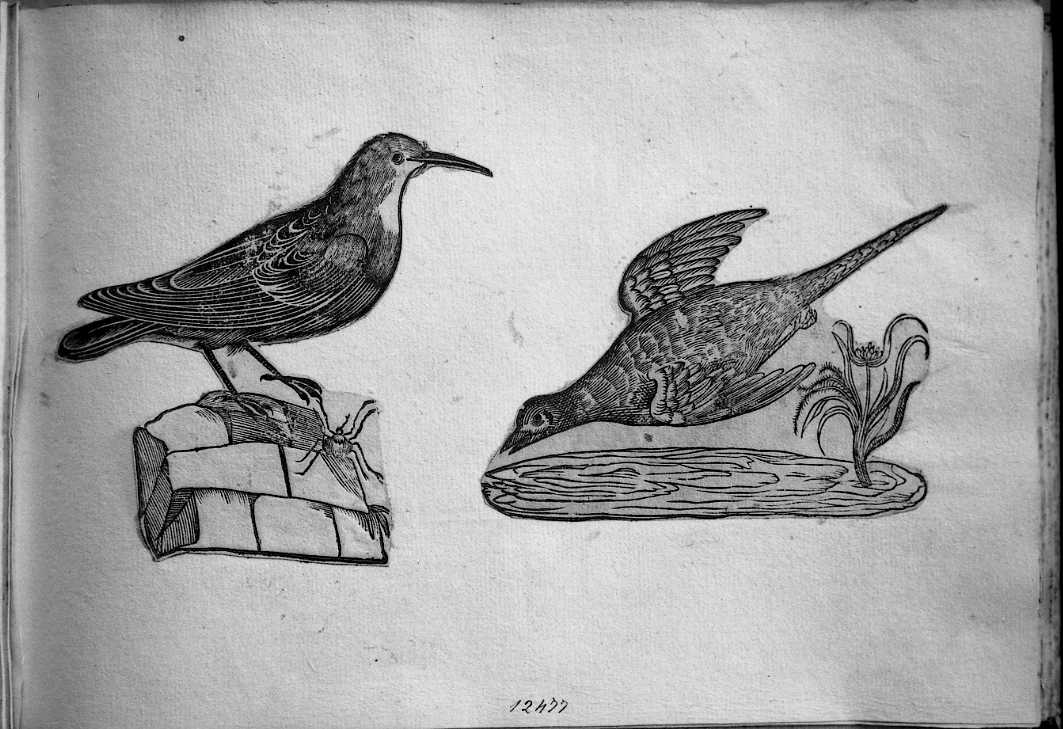 Due fagiani, animali e uccelli (stampa) di Coriolano Bartolomeo (sec. XVII)