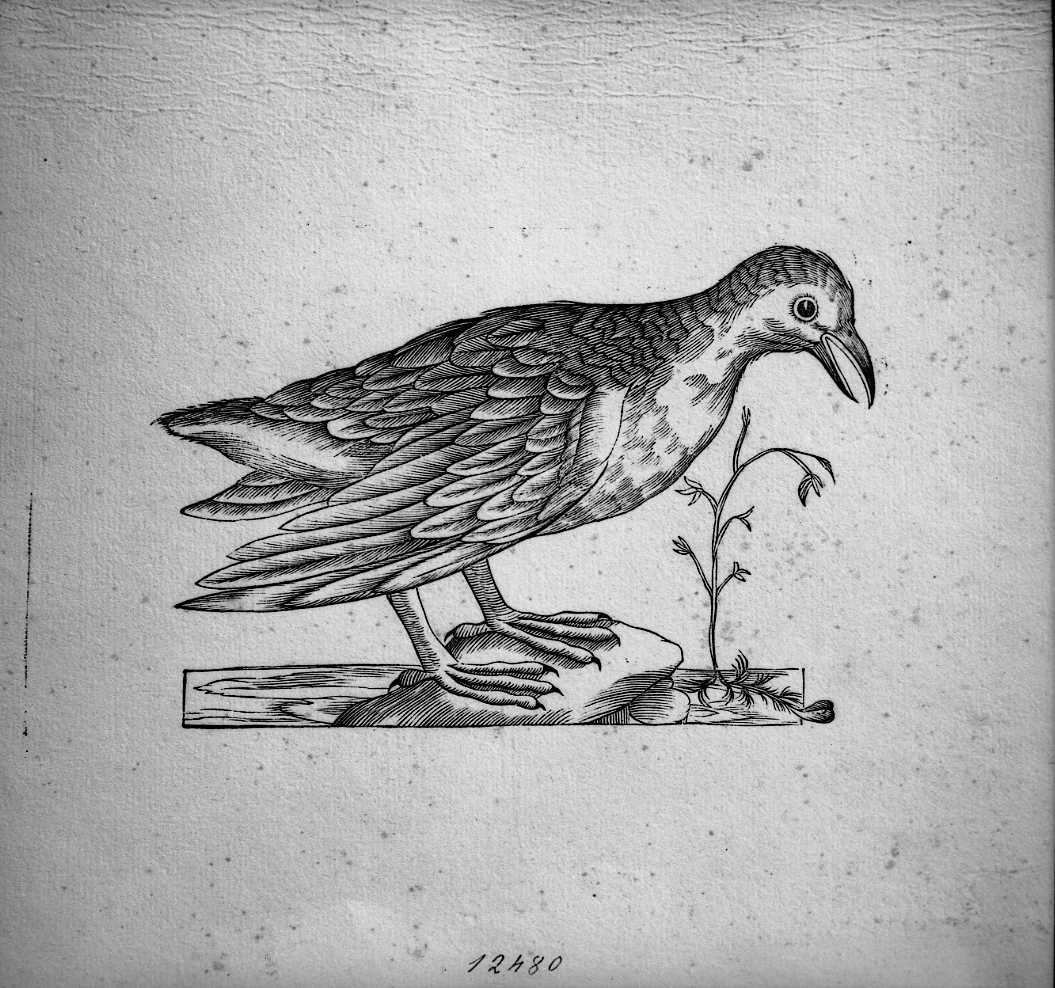 Uccello non determinato, animali e uccelli (stampa) di Coriolano Bartolomeo (sec. XVII)