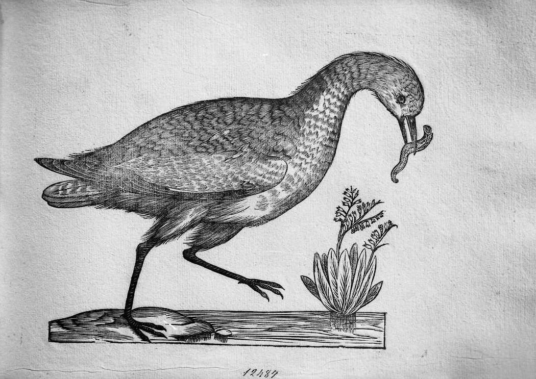 Trampoliere ? o Piviere ?, animali e uccelli (stampa) di Coriolano Bartolomeo (sec. XVII)