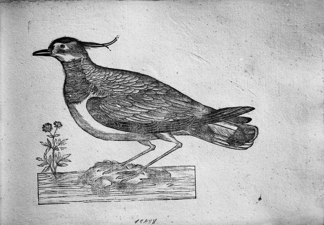 Pavoncella, animali e uccelli (stampa) di Coriolano Bartolomeo (sec. XVII)