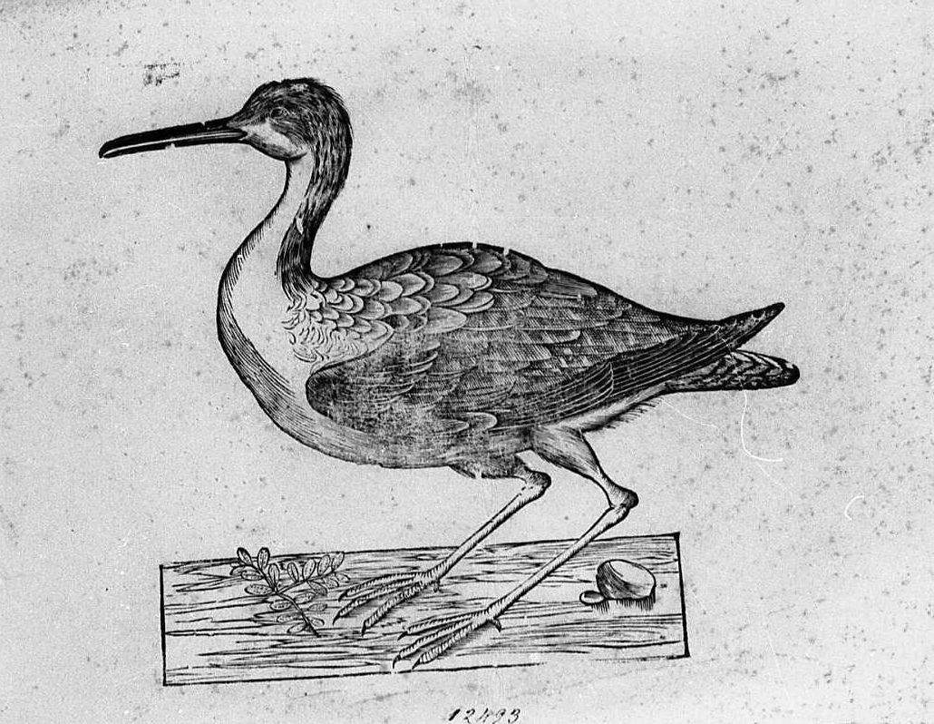 Uccello non determinato, animali e uccelli (stampa) di Coriolano Bartolomeo (sec. XVII)