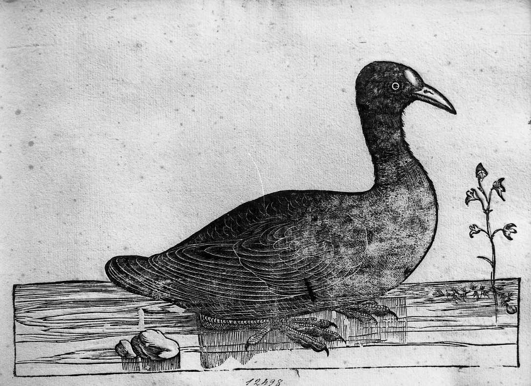 Folaga, animali e uccelli (stampa) di Coriolano Bartolomeo (sec. XVII)