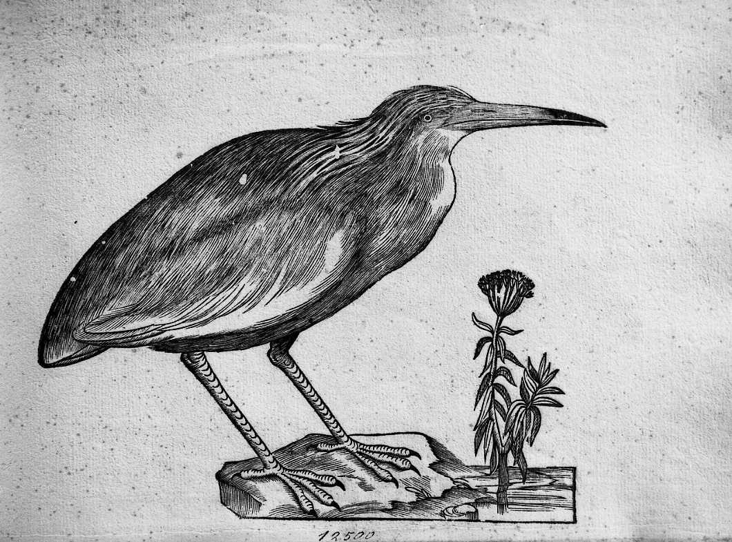 Sgarza ?, animali e uccelli (stampa) di Coriolano Bartolomeo (sec. XVII)