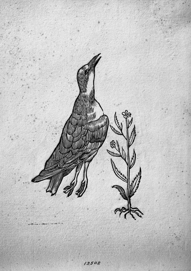 Uccello non determinato, animali e uccelli (stampa) di Coriolano Bartolomeo (sec. XVII)