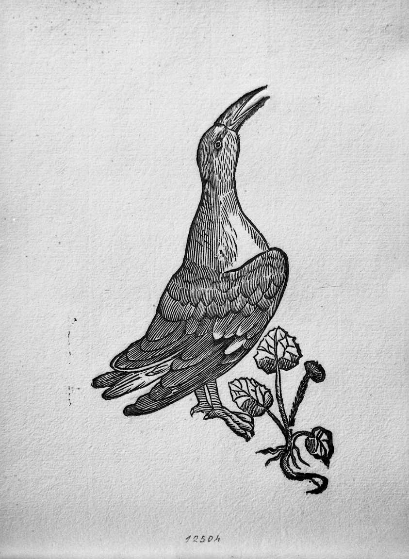 Uccello non determinato, animali e uccelli (stampa) di Coriolano Bartolomeo (sec. XVII)