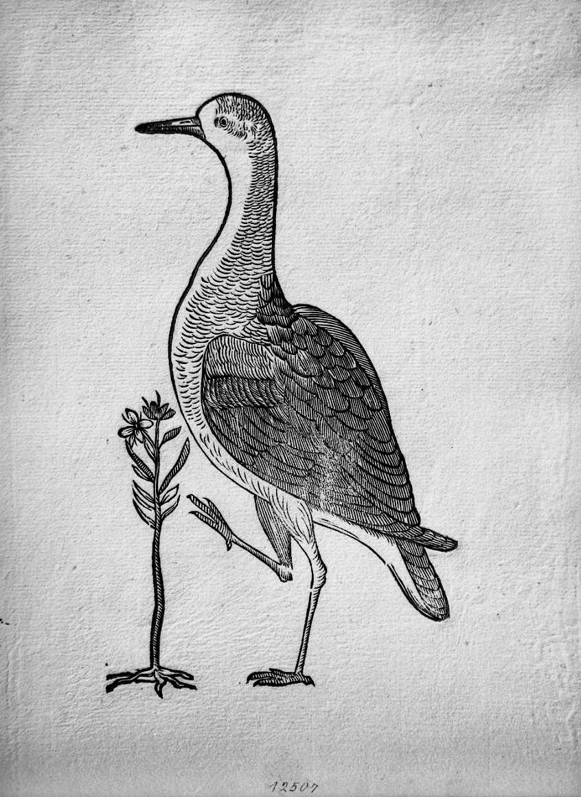 Combattente, animali e uccelli (stampa) di Coriolano Bartolomeo (sec. XVII)