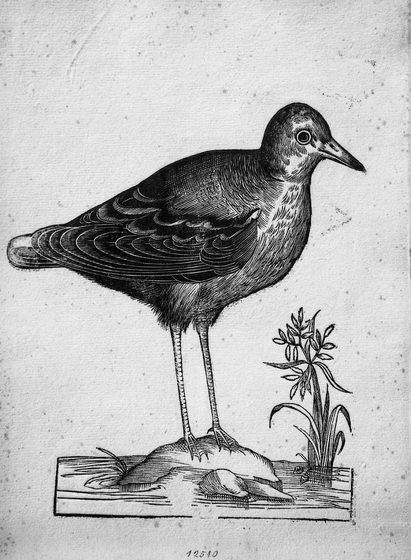 Uccello non determinato, animali e uccelli (stampa) di Coriolano Bartolomeo (sec. XVII)