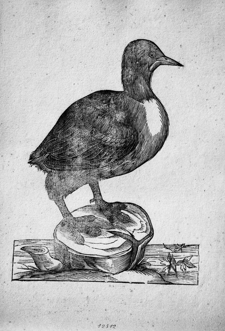 Tuffetto, animali e uccelli (stampa) di Coriolano Bartolomeo (sec. XVII)