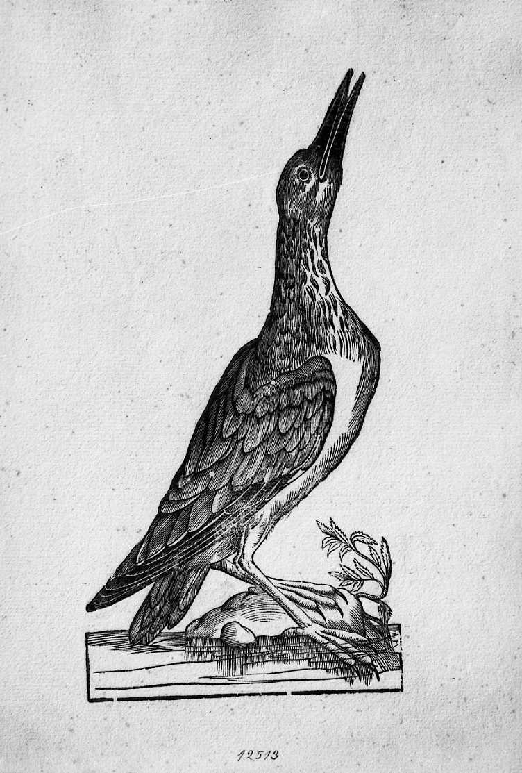 Uccello non determinato, animali e uccelli (stampa) di Coriolano Bartolomeo (sec. XVII)