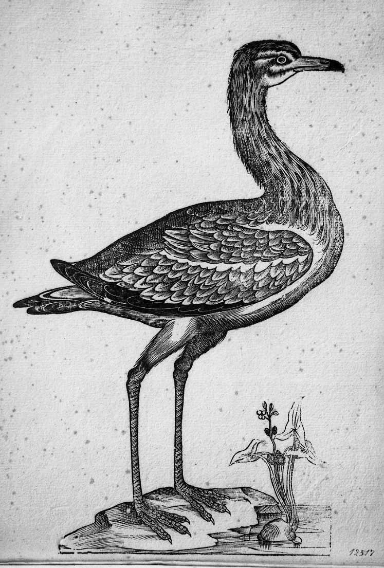 Ubara ?, animali e uccelli (stampa) di Coriolano Bartolomeo (sec. XVII)