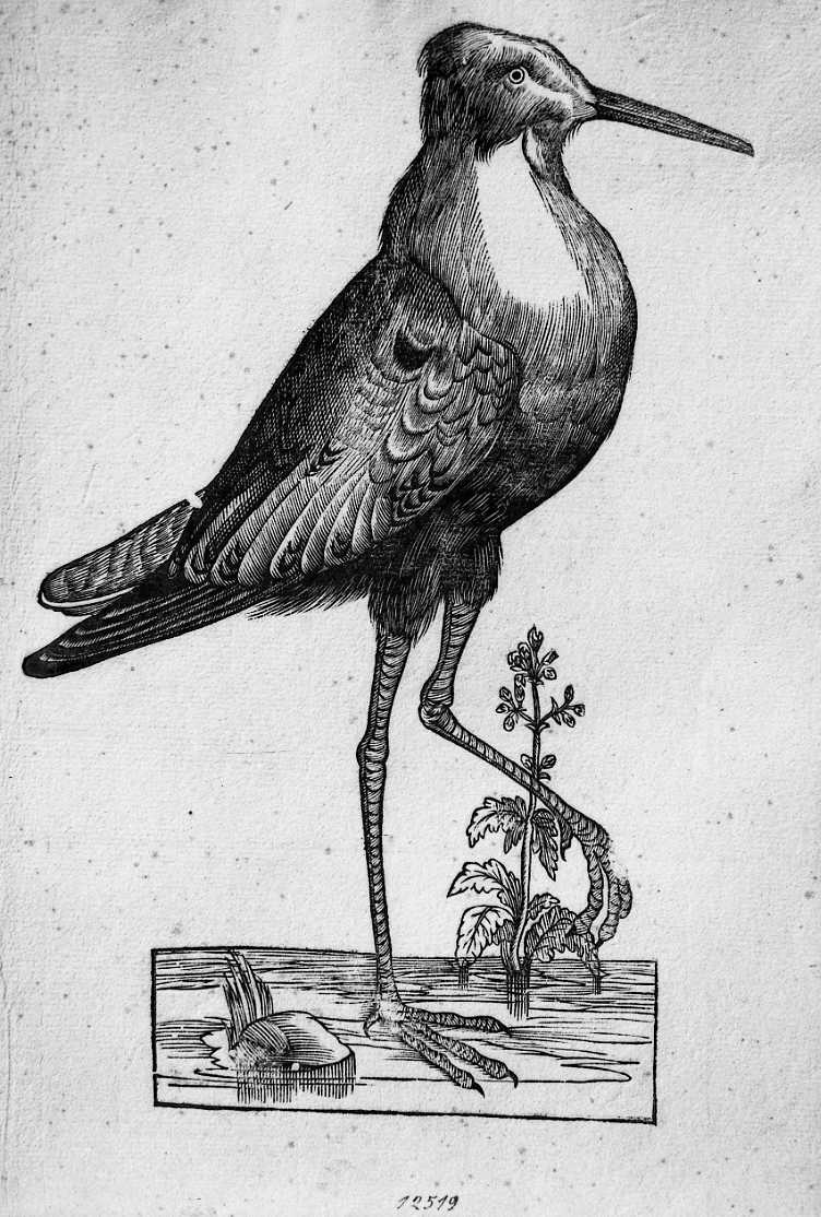 Combattente, animali e uccelli (stampa) di Coriolano Bartolomeo (sec. XVII)