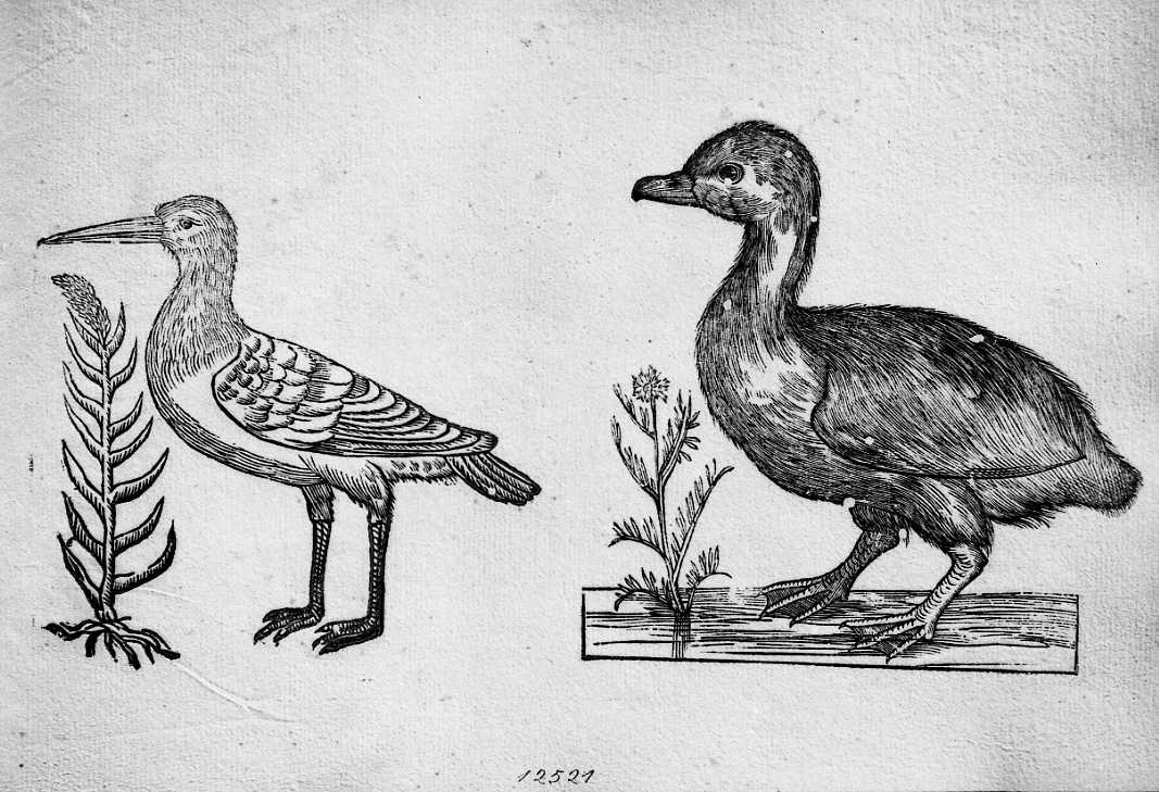 Trampoliere ? e pulcino di folaga ?, animali e uccelli (stampa) di Coriolano Bartolomeo (sec. XVII)