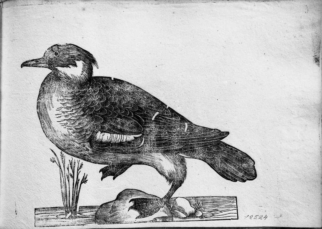 Pesciaiola, animali e uccelli (stampa) di Coriolano Bartolomeo (sec. XVII)