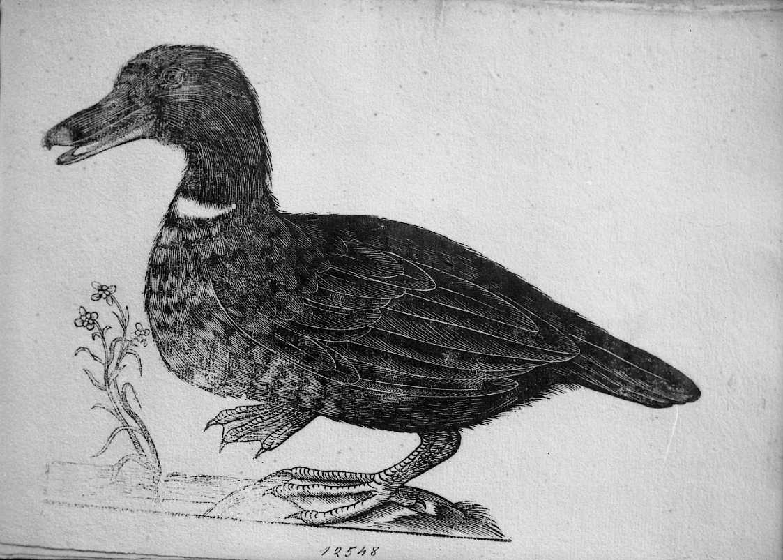 Palmipede anatride ?, animali e uccelli (stampa) di Coriolano Bartolomeo (sec. XVII)